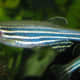 The danio is a small hardy fish that can be used to cycle a new aquarium.