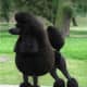 Black Poodle with a show cut.