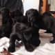 Giant Schnauzer puppies
