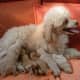 Poodle mama with her pups.