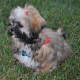 Shih tzu puppies are easy to groom.