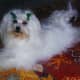 Maltese are not too much work, even when kept long. If you do not like to brush, cut it short.