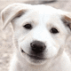 A puppy "smile."