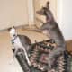 Iggys love to play and can get very excited.