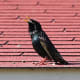 A male European starling displays its long throat feathers.