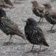 Several female starlings stand in a group. 