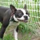 This funny-face dog would make a good Butler in his tuxedo, as long as you can train him to answer the door!