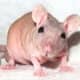 Most owners report that hairless rats are just as smart and endearing as other rats. 