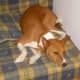 Basenjis are one of the best small breeds in an apartment.