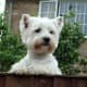 And, of course, West Highland Terriers need time to hang out and just check things out.