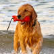 Golden Retrievers love to play in the water.
