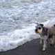 Exercise your Miniature Schnauzer on the beach.
