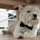 Westies like hiding out.