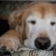 But like all dogs, Golden Retrievers also like to sleep.