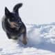 An Australian Cattle Dog enjoying the snow.