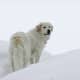 A Great Pyrenees enjoying the weather.