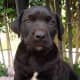 A Fila brasileiro puppy.