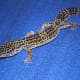 Adult leopard gecko