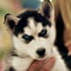 A Siberian Husky puppy with blue eyes and the amazing facial markings seen in the breed.