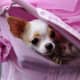 doggie-matchmaker-is-the-chihuahua-right-for-you