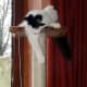 cat-interactive-feeder-toys