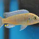African Cichlid