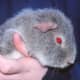 Silver agouti rex guinea pig.