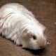 Satin-coated sheltie guinea pig.
