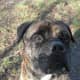 Brindle Mastiff head