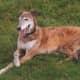 Relaxed Greyhound