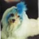 My dog Caf&eacute; Noir (RIP) and his blue 'do. This photo was in my wallet for several years before I scanned it, so the quality is terrible.