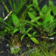 Aquarium with Orchid Endler's Livebearers added a little more than two weeks after adding the Green Cory Cat.