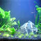The aquarium soon after adding the fish.