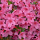 Azalea
