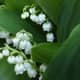Lily of the Valley. Other common poisonous lilies not shown here are: Peace Lilies and the Giant Dracaena or Palm Lily.