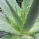 Aloe Vera Plant