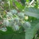 Castor Bean