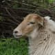Hornless Denthe Heath Sheep ewe