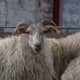 Horned Drenthe Heath Sheep ewe