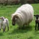 Multicolored Drenthe Heath Sheep