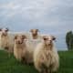 Little flock of Drenthe Heath Sheep