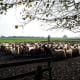Big herd of Drenthe Heath Sheep