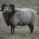 Old type of Drenthe Heath Sheep ram