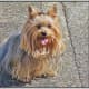 Even with long hair, Yorkshire Terriers look tiny.