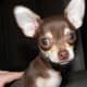 The Chihuahua, one of the best tiny dog breeds.
