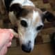 Thomas is a senior dog with worn teeth and sensitive gums. He loves these Dr Mercola Gentle Dental Chew Bones. These are a safe treat that help to clean his teeth and freshen breath too.