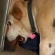 If you have noticed any vomiting or diarrhea, you should inform the vet.