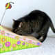 Many cats love corrugated cardboard scratchers.