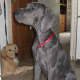 A Great Dane puppy.
