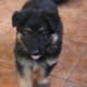 five-best-large-german-dog-breeds